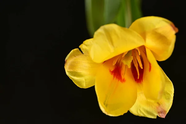 Piękny Kwiat Ciemnym Tle Zbliżenie — Zdjęcie stockowe