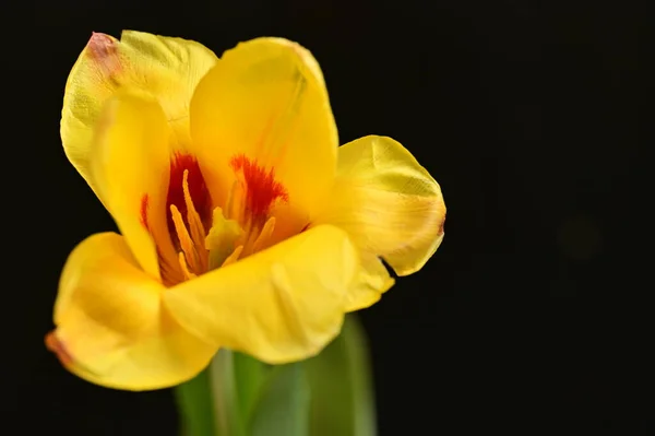 Beautiful Flower Dark Background Close — Stock Photo, Image