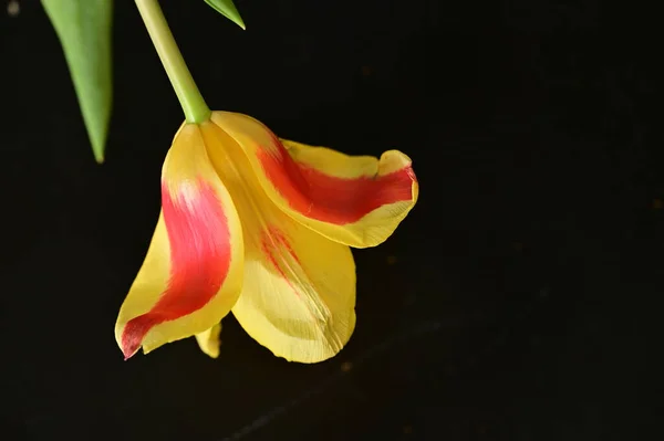 Όμορφο Λουλούδι Σκούρο Φόντο Κοντά — Φωτογραφία Αρχείου
