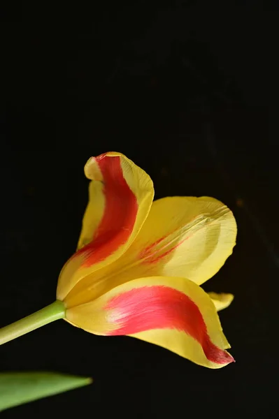 beautiful  flower on dark background, close up
