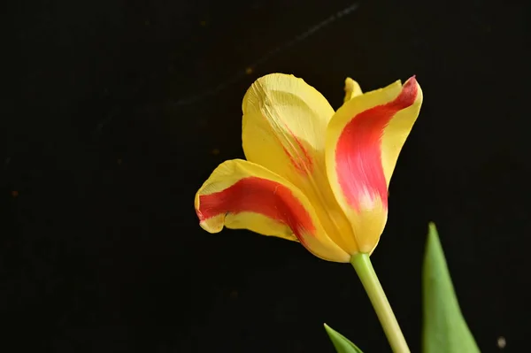 Hermosa Flor Sobre Fondo Oscuro Cerca — Foto de Stock