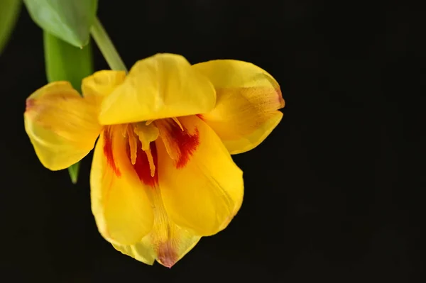 Koyu Arkaplanda Güzel Bir Çiçek Kapat — Stok fotoğraf