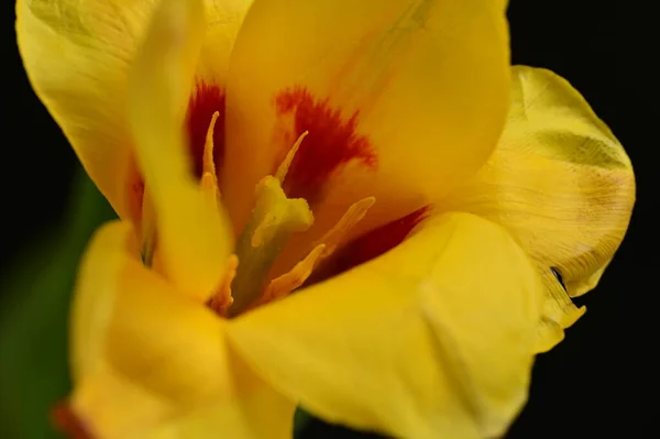 Hermosa Flor Sobre Fondo Oscuro Cerca — Foto de Stock