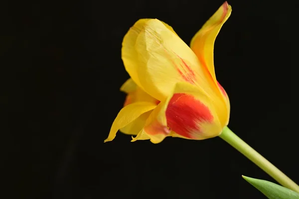 Красивый Цветок Темном Фоне Закрыть — стоковое фото