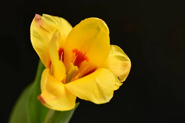 Vacker Blomma Mörk Bakgrund Närbild — Stockfoto