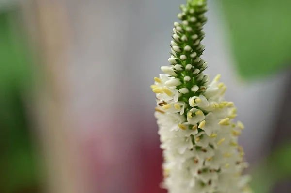 stock image beautiful  flower growing in garden, close up