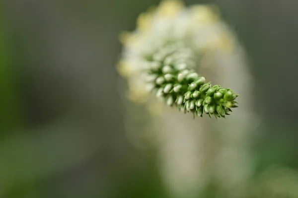 Bahçede Yetişen Güzel Çiçek Yakın — Stok fotoğraf