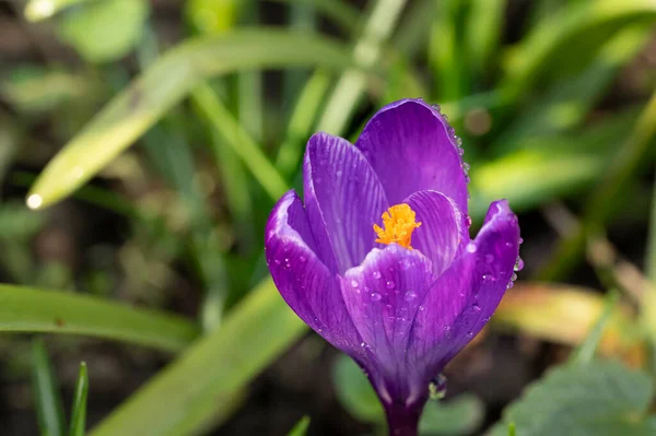 Beautiful Spring Crocus Flower Garden — ストック写真