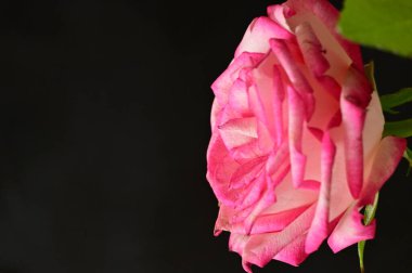 Güzel gül çiçeği, kapat