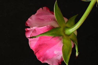 Güzel gül çiçeği, kapat