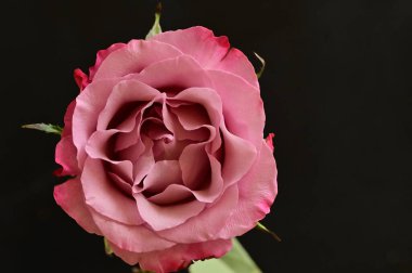 Güzel gül çiçeği, kapat