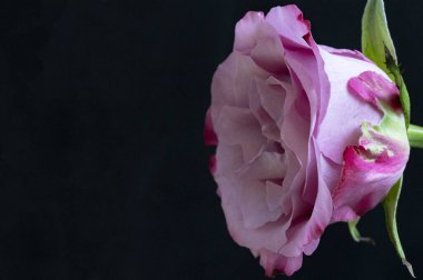 Güzel gül çiçeği, kapat