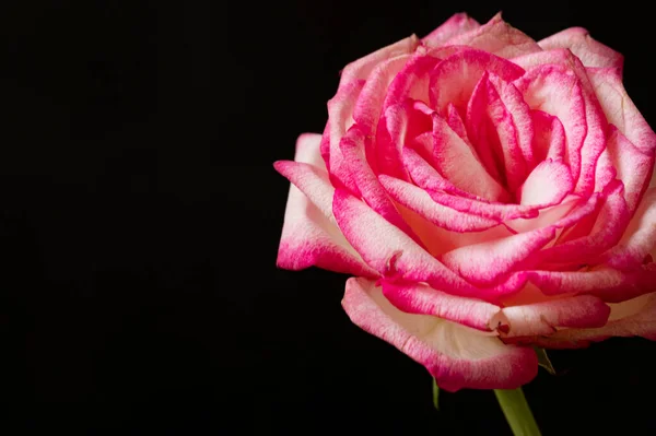 Όμορφο Τριαντάφυλλο Λουλούδι Κοντά — Φωτογραφία Αρχείου