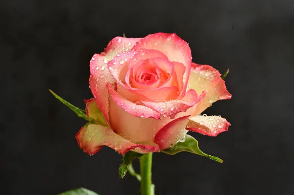 Bela Rosa Flor Close — Fotografia de Stock