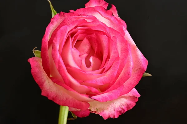 美しいバラの花を閉じて — ストック写真