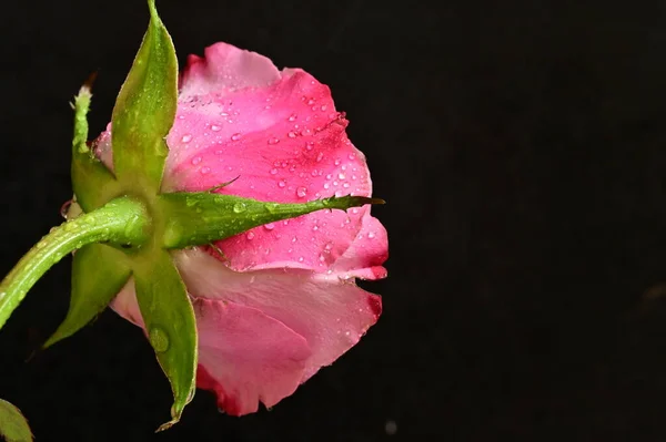 stock image beautiful  rose flower, close up