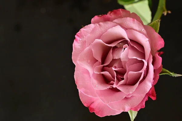 Gyönyörű Rózsa Virág Közelről — Stock Fotó