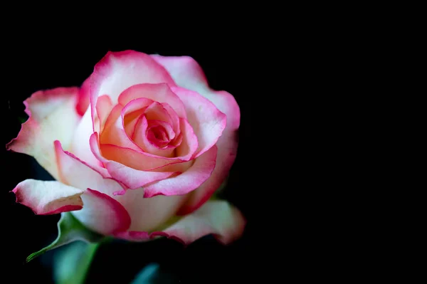 Belle Fleur Rose Gros Plan — Photo