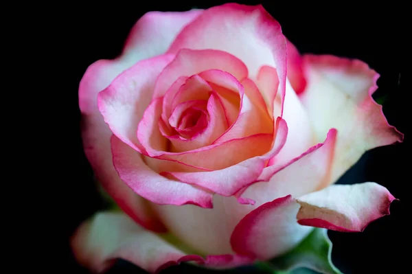 Krásná Růžová Květina Zblízka — Stock fotografie