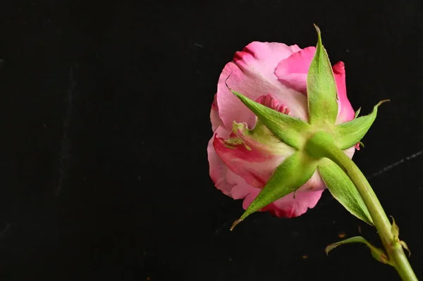Güzel Gül Çiçeği Kapat — Stok fotoğraf