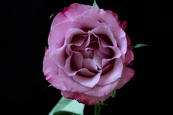 Güzel Gül Çiçeği Kapat — Stok fotoğraf