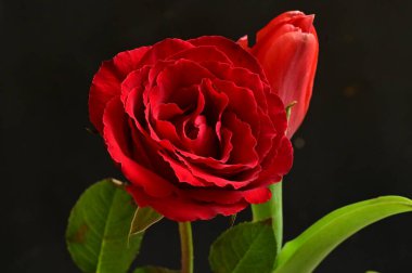 güzel çiçeklerin yakın görünümü 