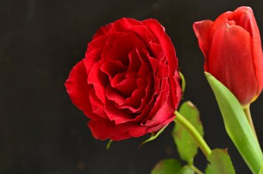 güzel çiçeklerin yakın görünümü 