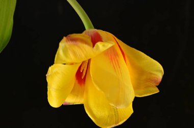 güzel lale çiçek, yakın