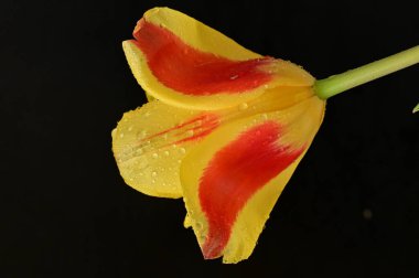 güzel lale çiçek, yakın