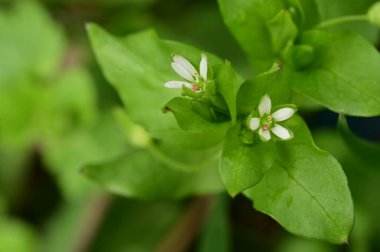 Bahçedeki güzel çiçekler, yakın manzara.