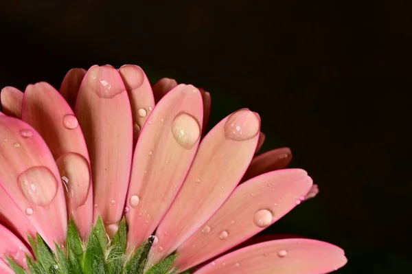 Gerbera Flower Spring Background — Stock Photo, Image
