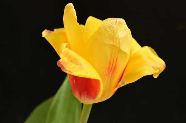 Bellissimo Fiore Tulipano Vicino — Foto Stock