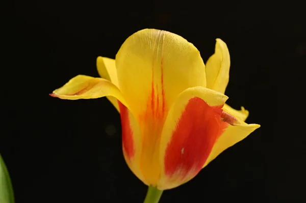 Bellissimo Fiore Tulipano Vicino — Foto Stock