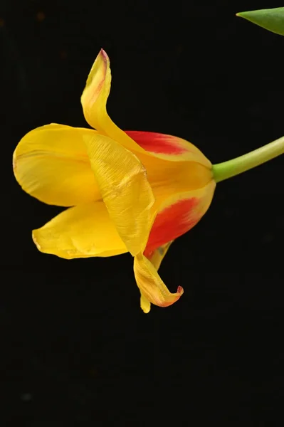 Красива Квітка Тюльпанів Крупним Планом — стокове фото