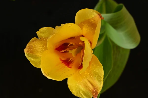 Linda Flor Tulipa Close — Fotografia de Stock