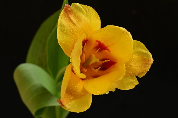 Όμορφη Τουλίπα Λουλούδι Κοντινό Πλάνο — Φωτογραφία Αρχείου