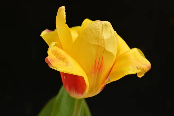 Smuk Tulipan Blomst Nærbillede - Stock-foto