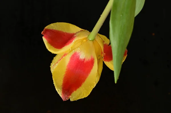 Szép Tulipán Virág Közelről — Stock Fotó