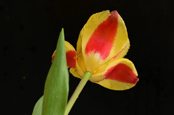 Linda Flor Tulipa Close — Fotografia de Stock