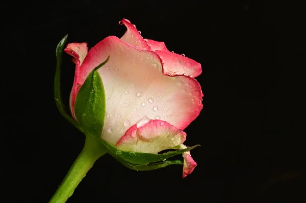 Красивая Роза Цветок Крупный План — стоковое фото