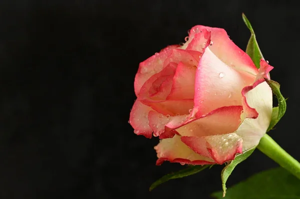 Krásná Růže Květina Zblizka — Stock fotografie