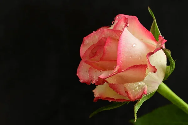 Красива Троянда Квітка Крупним Планом — стокове фото
