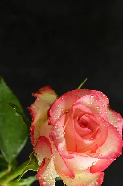 Schöne Rose Blume Nahaufnahme — Stockfoto