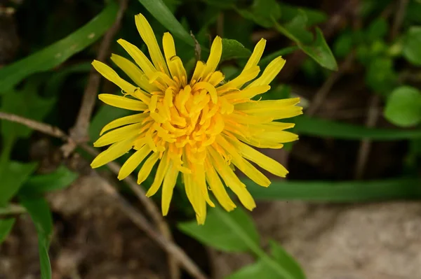 Красива Весняна Квітка Кульбаби Саду — стокове фото