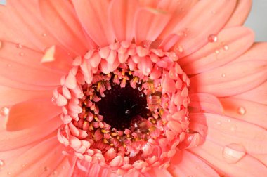  gerbera  flower, spring background.