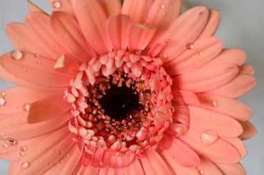  gerbera  flower, spring background.