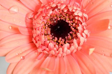  gerbera  flower, spring background.