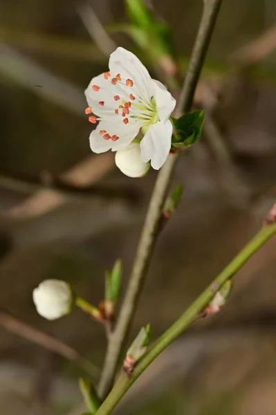 Spring Blossom Flowers Tree — Stock Photo, Image