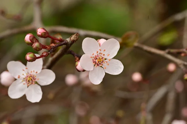 Stock image spring blossom,  flowers on the tree