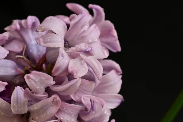 Όμορφο Λουλούδι Υάκινθος Κοντά — Φωτογραφία Αρχείου